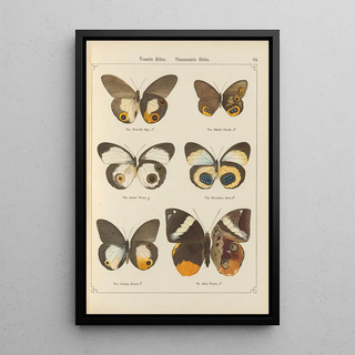 Otto Staudinger - Exotische schmetterlinge Pl064.webp