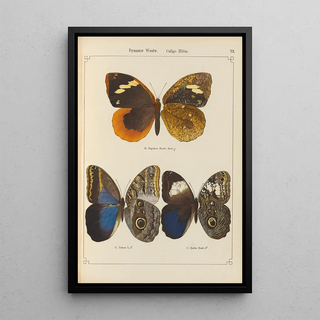 Otto Staudinger - Exotische schmetterlinge Pl073.webp