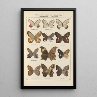 Otto Staudinger - Exotische schmetterlinge Pl077.webp