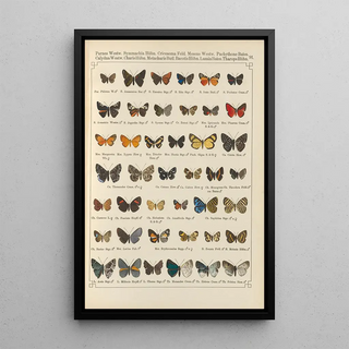 Otto Staudinger - Exotische schmetterlinge Pl091.webp