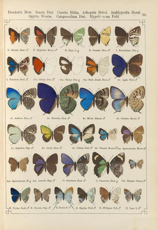 Otto Staudinger - Exotische schmetterlinge Pl096.webp