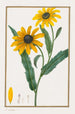 Rudbeckie hérissée - Pancrace Bessa — näkymä teoksesta