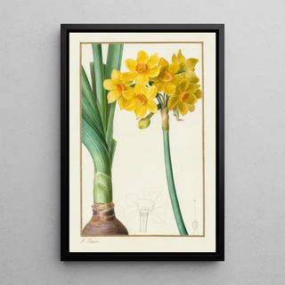 Pancrace Bessa - Narcissus tazetta.webp