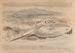 Le pillard sur les landes - Paul Nash — näkymä teoksesta