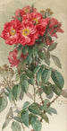 Branches de roses de coucou - Paul de Longpré — näkymä teoksesta