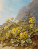 Primula auricula Primevères - Pauline Halm Flechner — näkymä teoksesta