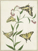 Quatre papillons sur des fleurs - Paulus Knogh — näkymä teoksesta