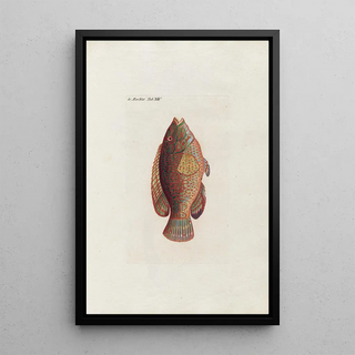 Peder Ascanius - Icones rerum naturalium ou figures enlumines dhistoire naturelle du nord Pl14.webp