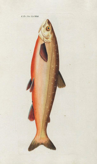 Peder Ascanius - Icones rerum naturalium ou figures enlumines dhistoire naturelle du nord Pl32.webp