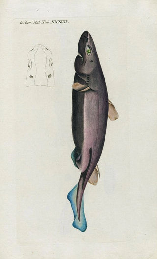 Peder Ascanius - Icones rerum naturalium ou figures enlumines dhistoire naturelle du nord Pl37.webp