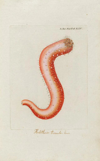 Peder Ascanius - Icones rerum naturalium ou figures enlumines dhistoire naturelle du nord Pl44.webp