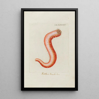 Peder Ascanius - Icones rerum naturalium ou figures enlumines dhistoire naturelle du nord Pl44.webp