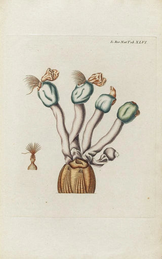 Peder Ascanius - Icones rerum naturalium ou figures enlumines dhistoire naturelle du nord Pl46.webp