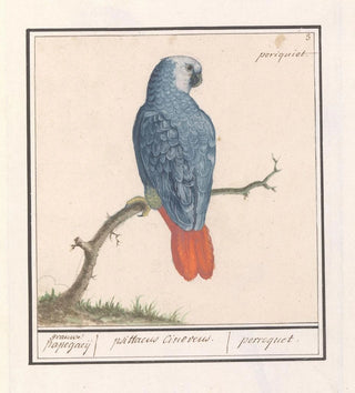Perroquet à queue rouge gris Psittacus erithacus - Anselmus Botius de Boodt