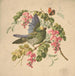 Perroquet vert et acacia - Louis Prang Co — näkymä teoksesta