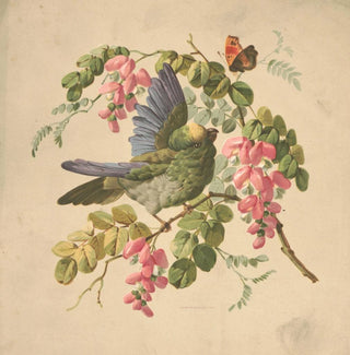 Perroquet vert et acacia - Louis Prang Co
