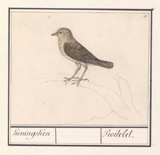 Petit Oiseau, peut-être un Troglodyte mignon - Anselmus Botius de Boodt