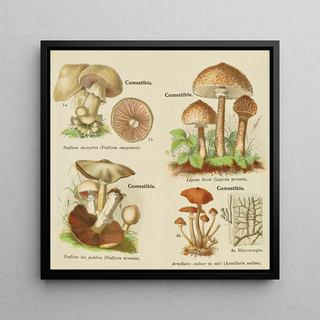 Petit atlas des champignons Pl 10 - Delachaux Niestle