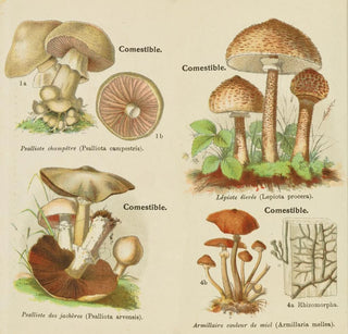 Petit atlas des champignons Pl 10 - Delachaux Niestle