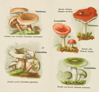 Petit atlas des champignons Pl6 - Delachaux Niestlé