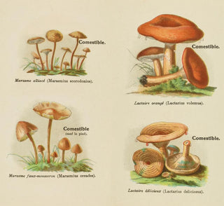 Petit atlas des champignons Pl7 - Delachaux Niestle