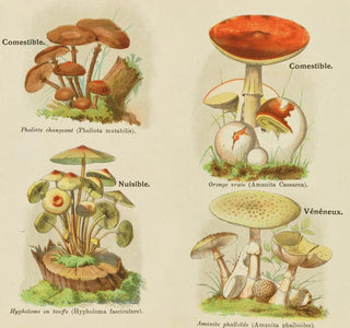 Petit atlas des champignons Pl9 - Delachaux Niestlé