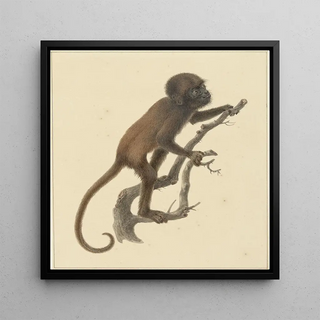 Petit singe - Pieter Pietersz Barbiers