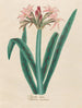 Amaryllis vittata - Petr Martynovich Gofman — näkymä teoksesta