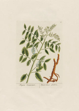 Petr Martynovich Gofman - Glycyrrhiza glabra.webp