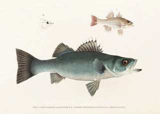 Philipp Franz Balthasar von Siebold - Fauna japonica Pl002.webp