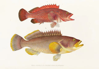 Philipp Franz Balthasar von Siebold - Fauna japonica Pl004.webp