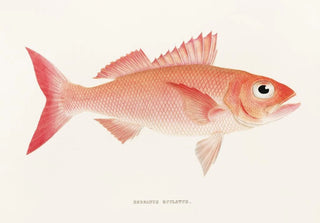 Philipp Franz Balthasar von Siebold - Fauna japonica Pl005.webp