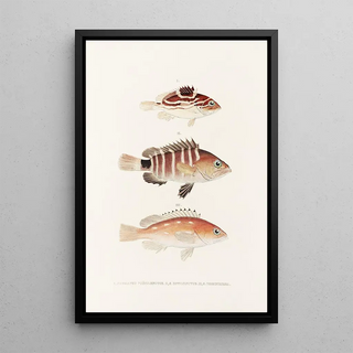 Philipp Franz Balthasar von Siebold - Fauna japonica Pl007.webp