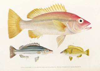 Philipp Franz Balthasar von Siebold - Fauna japonica Pl009.webp