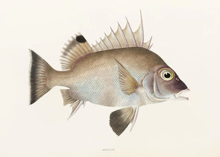 Philipp Franz Balthasar von Siebold - Fauna japonica Pl012.webp