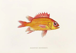 Philipp Franz Balthasar von Siebold - Fauna japonica Pl013.webp