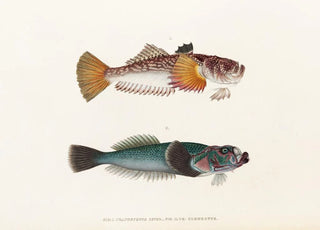 Philipp Franz Balthasar von Siebold - Fauna japonica Pl014.webp