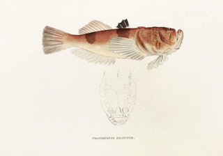 Philipp Franz Balthasar von Siebold - Fauna japonica Pl018.webp