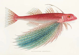 Philipp Franz Balthasar von Siebold - Fauna japonica Pl026.webp