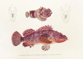 Philipp Franz Balthasar von Siebold - Fauna japonica Pl028.webp