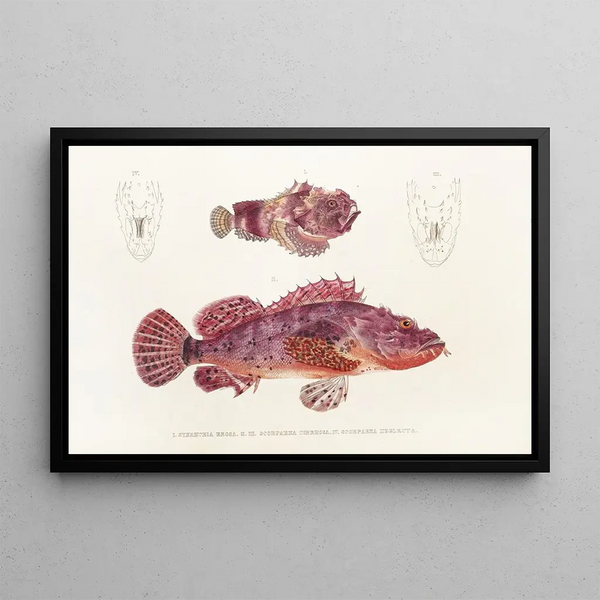 Philipp Franz Balthasar von Siebold - Fauna japonica Pl028.webp