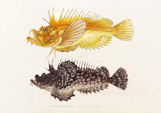 Philipp Franz Balthasar von Siebold - Fauna japonica Pl029.webp