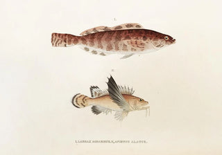 Philipp Franz Balthasar von Siebold - Fauna japonica Pl034.webp