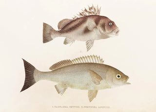 Philipp Franz Balthasar von Siebold - Fauna japonica Pl038.webp