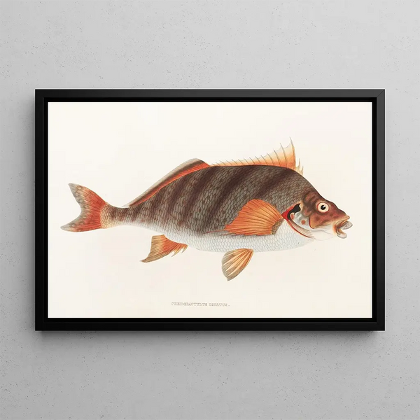Fauna japonica Pl042 - Philipp Franz Balthasar von Siebold — kehystetty taideteos seinällä