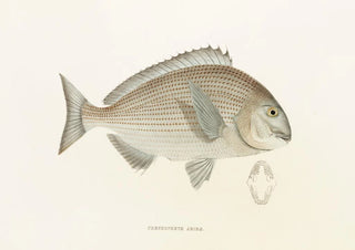 Philipp Franz Balthasar von Siebold - Fauna japonica Pl044.webp