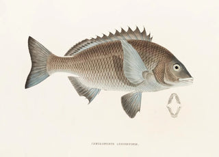 Philipp Franz Balthasar von Siebold - Fauna japonica Pl045.webp