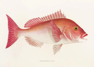 Philipp Franz Balthasar von Siebold - Fauna japonica Pl048.webp