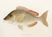 Fauna japonica Pl051 - Philipp Franz Balthasar von Siebold — näkymä teoksesta
