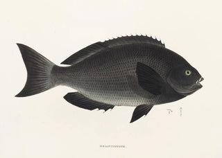 Philipp Franz Balthasar von Siebold - Fauna japonica Pl052.webp